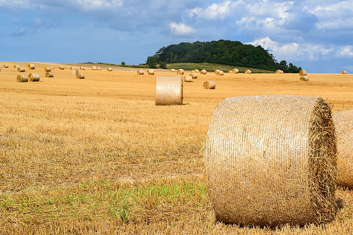 agriculture, arable, autumn, bale, cereals, country life, field, food, harvest, harvest time, harvested, hay, hay bales, land love, landscape, nature, rolled, round bales, rural, snow, straw, straw bales, straw box, st, HD wallpaper
