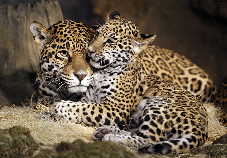 cat, wild, little jaguar, young jaguar, face, HD wallpaper
