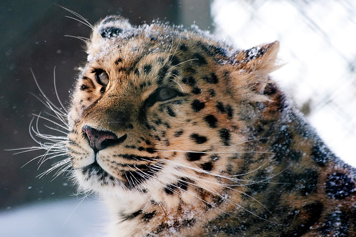 кафяв и черен гепард, амурски леопард, дива котка, леопард, муцуна, сняг, HD тапет