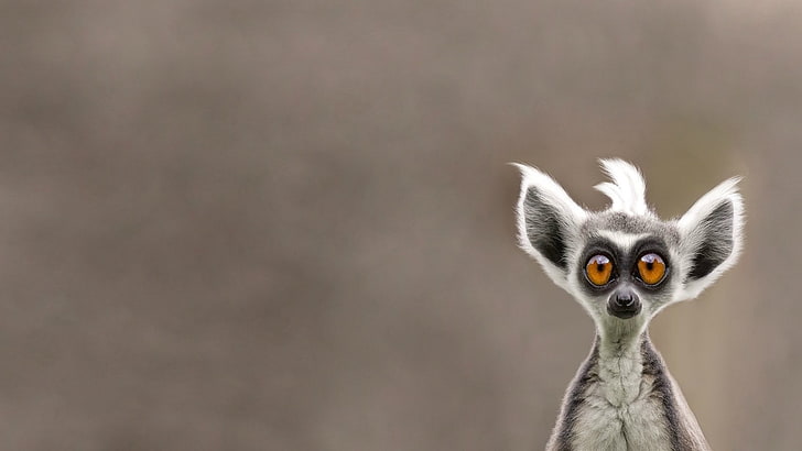 caractère lémurien gris et blanc, lémuriens, animaux, Fond d'écran HD