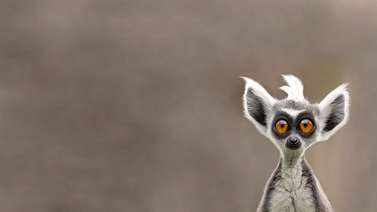 personaje de lémur gris y blanco, lémures, animales, Fondo de pantalla HD HD wallpaper