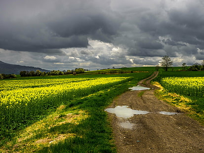 зелено поле под облачно небе, природа, селски сцена, селско стопанство, облак - небе, пейзаж, поле, лято, жълто, на открито, небе, цвете, ливада, пролет, ферма, живопис, HD тапет HD wallpaper
