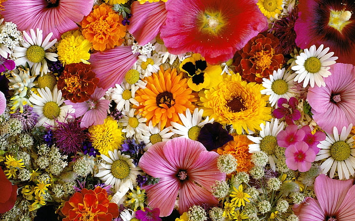 papel tapiz de flores de colores variados, flores, arreglos, ramos, bellamente, Fondo de pantalla HD