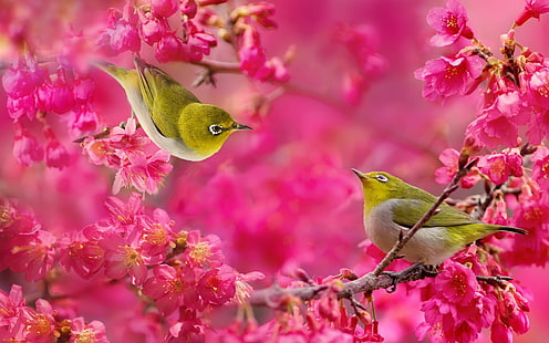 Uccelli dagli occhi bianchi, fiori rossi, albero, bianco, occhio, uccelli, rosso, fiori, albero, Sfondo HD HD wallpaper