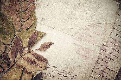 braunes Papier, Papier, Linie, Jahrgang, trockene Blätter, HD-Hintergrundbild HD wallpaper