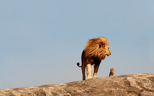 коричневый лев и детеныш, лев, природа, животные, HD обои HD wallpaper