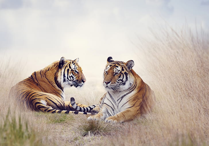Tigers, Big Cats, Pair, Grass, 4K, HD wallpaper