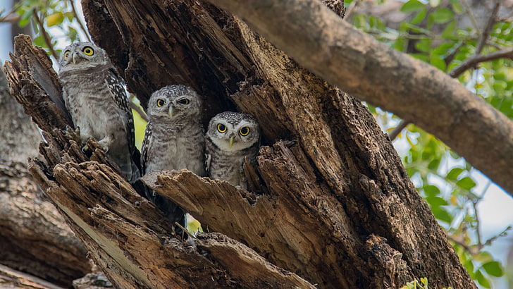athene brama, bird, owlet, southeast asia bird, spotted owlet, the spotted owlet, HD wallpaper