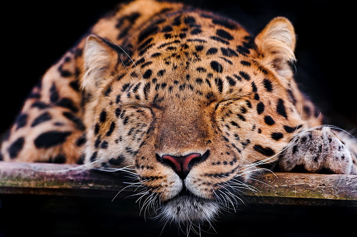 wallpaper leopard coklat dan hitam, macan tutul, moncong, tidur, predator, Wallpaper HD