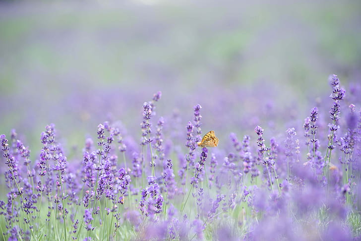 butterfly, flowers, bokeh, lavender, lavender field, HD wallpaper