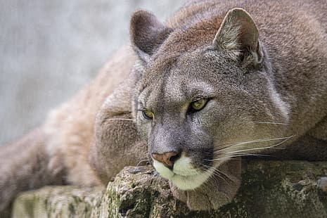 Blick, Gesicht, Puma, Wildkatze, Berglöwe, Cougar, HD-Hintergrundbild HD wallpaper