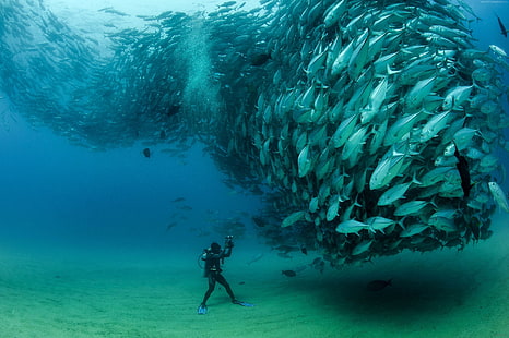 naturaleza, pescado, fotografía, fotógrafo, mar, atún, Fondo de pantalla HD HD wallpaper