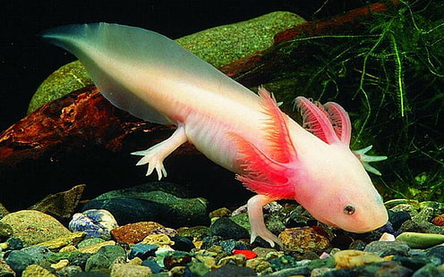 أسماك المشي المكسيكية Axolotl، خلفية HD HD wallpaper