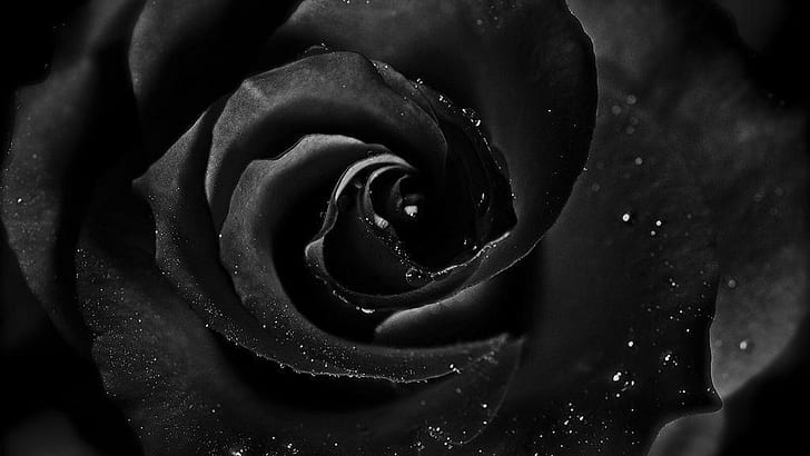 Rosa y negro HD fondos de pantalla descarga gratuita | Wallpaperbetter