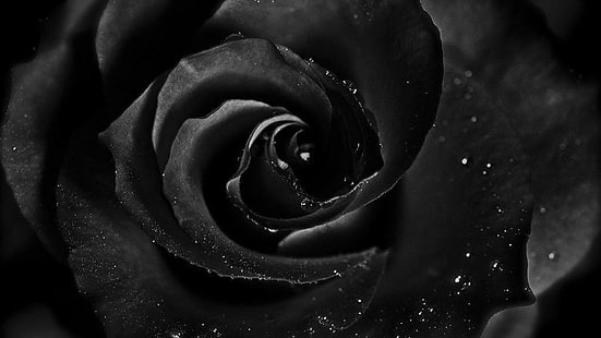 черная роза, HD обои HD wallpaper