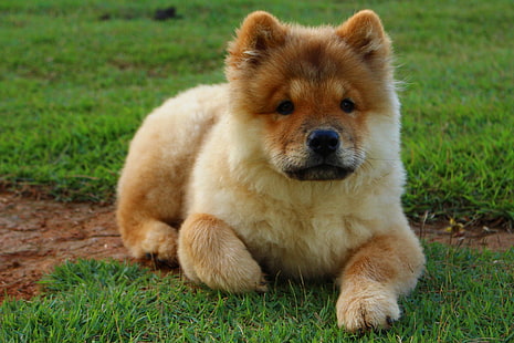 marrone e beige chow chow cucciolo, chow chow, cane, cucciolo, sdraiato, Sfondo HD HD wallpaper