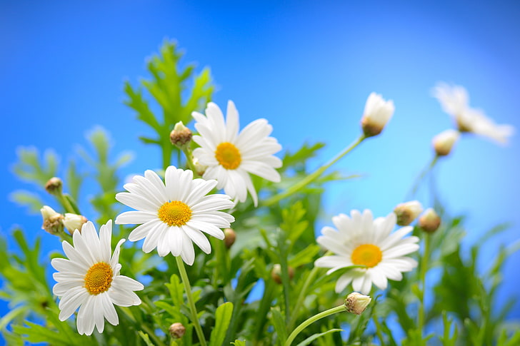 زهور الأقحوان البيضاء ، السماء ، الشمس ، الزهور ، البابونج ، الربيع، خلفية HD