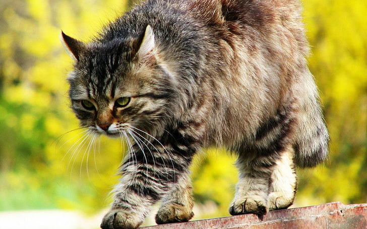 แมวสีน้ำตาลและสีดำเคลือบยาวแมวดูลายแอบ, วอลล์เปเปอร์ HD