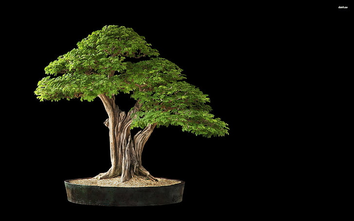 grön bonsai växt, bonsai, HD tapet