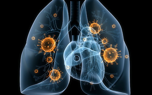 Бели дробове, вируси, човешки бели дробове и илюстрация на сърцето, бели дробове, вируси, бактерии, болести, HD тапет HD wallpaper