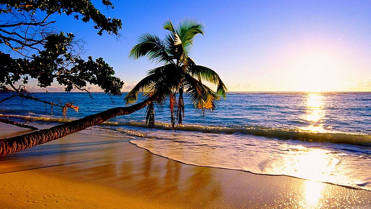 green palm tree, nature, sunset, water, palm trees, beach, HD wallpaper