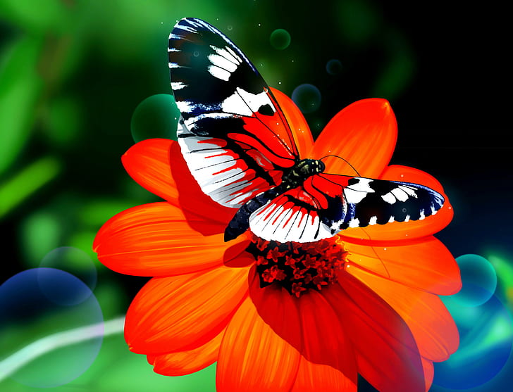 Флаттерби, прекрасный, оранжевый, природа, цветок, красивый, бабочка, красота, HD обои