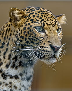 Jaguar na zdjęciu zbliżeniowym, lampart, lampart, portret, lampart, jaguar, zbliżenie, zdjęcie, twarz, młody, dziki kot, berlin, tierpark, zoo, niemcy, nikon d4, zwierzę, dzika przyroda, kot nieudomowiony, natura, ssak, koci, duży kot, zwierzęta na wolności, safari Zwierzęta, afryka, cętkowany, mięsożerne, Tapety HD HD wallpaper