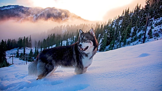 снег, небо, сибирский хаски, собака, порода собак, туман, зима, замерзание, гора, ездовая собака, облако, туман, арктика, хаски, HD обои HD wallpaper