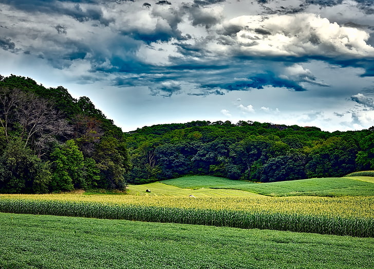 green grass field wallpaper, corn field, trees, grass, summer, wisconsin, HD wallpaper
