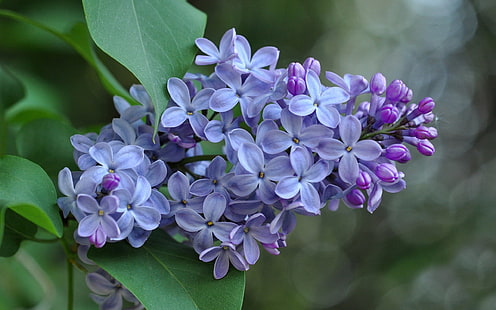 Flores de color lila, inflorescencia, pétalos de color púrpura, lila, flores, inflorescencia, púrpura, pétalos, Fondo de pantalla HD HD wallpaper