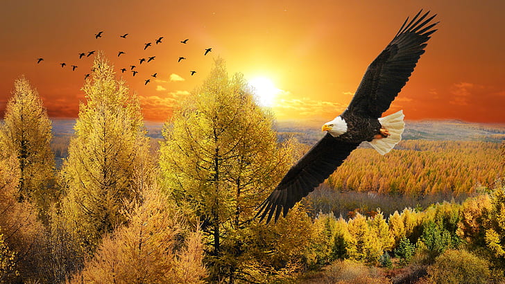 autumn, forest, the sky, look, the sun, clouds, trees, flight, landscape, sunset, birds, nature, rendering, bird, view, height, pack, horizon, eagle, flies, crown, bald eagle, wingspan, HD wallpaper