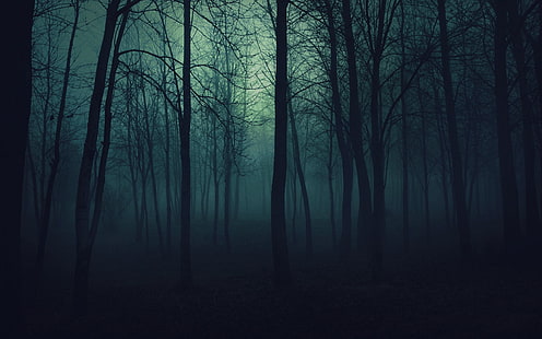 голое дерево обои, темно, лес, природа, туман, HD обои HD wallpaper