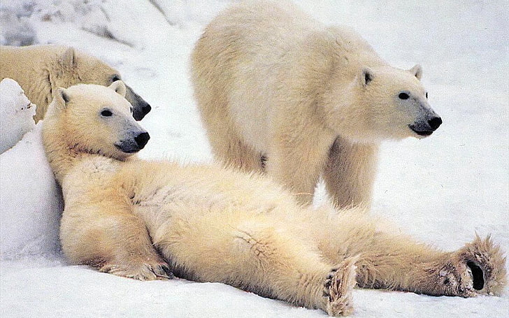 drei Braunbären, Bär, Eisbär, Familie, Schnee, Warten, Pelz, HD-Hintergrundbild