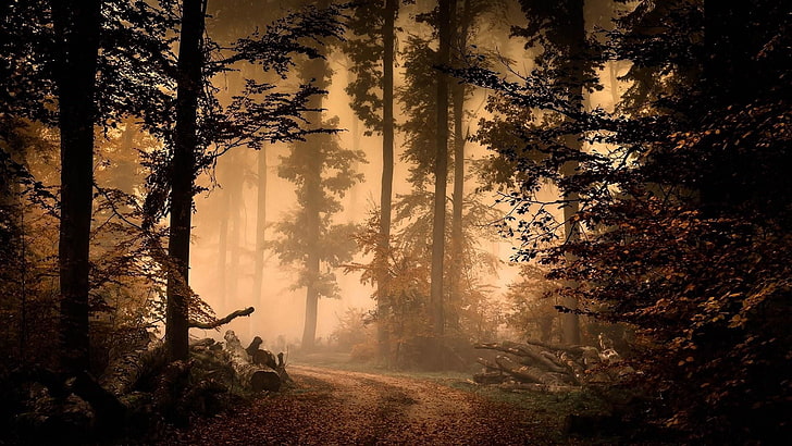 woodlands, twilight, nature, forest, woodland, fog, tree, path, branch, mist, autumn, darkness, HD wallpaper