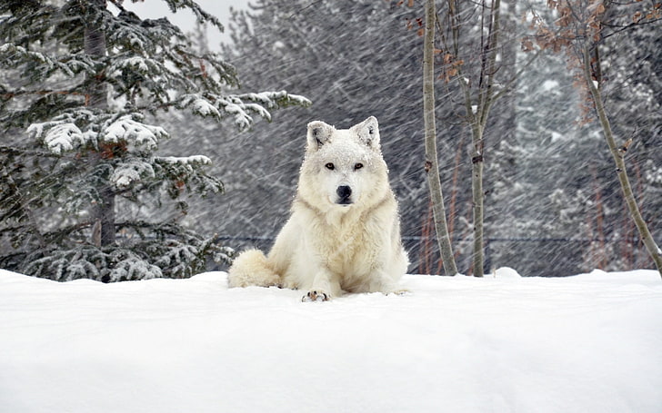 loup blanc, chien, loup, forêt, neige, couché, Fond d'écran HD