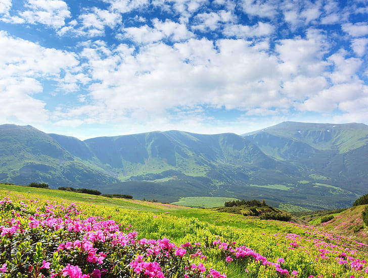 Fiori di azalea, campi di fiori rosa, natura, paesaggi, azalea, montagne, Sfondo HD