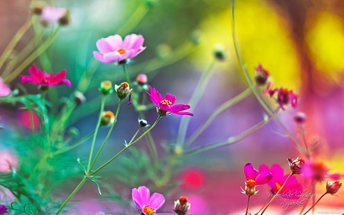 flowers, pink flowers, nature, depth of field, Cosmos (flower), plants, HD wallpaper HD wallpaper