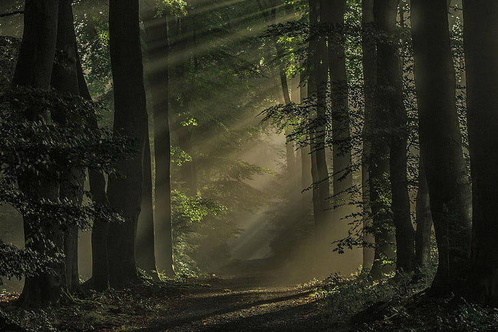 brown tree trunks, nature, landscape, mist, forest, dark, path, sun rays, trees, morning, sunlight, atmosphere, Netherlands, HD wallpaper