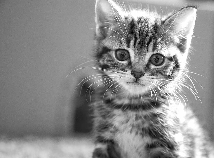 gray scale photo of Tabby Kitten, Whiskers, gray scale, photo, Tabby, Kitten, bandw, portrait, fur, bokeh, pose, stare, domestic Cat, animal, pets, cute, mammal, domestic Animals, looking, HD wallpaper