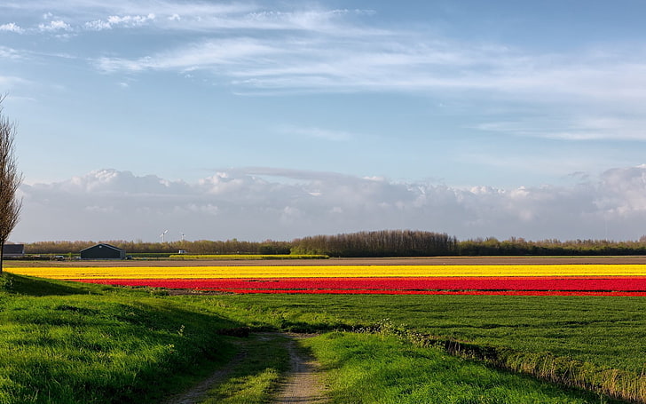 green field, road, country, field, flowers, colors, bright, strips, HD wallpaper