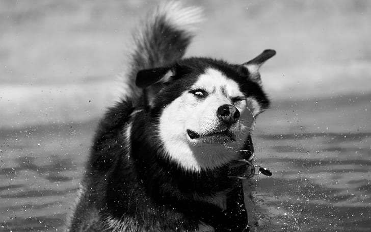 siberian husky, husky backgrounds, dog, splashing, Bw, Download 3840x2400 siberian husky, HD wallpaper