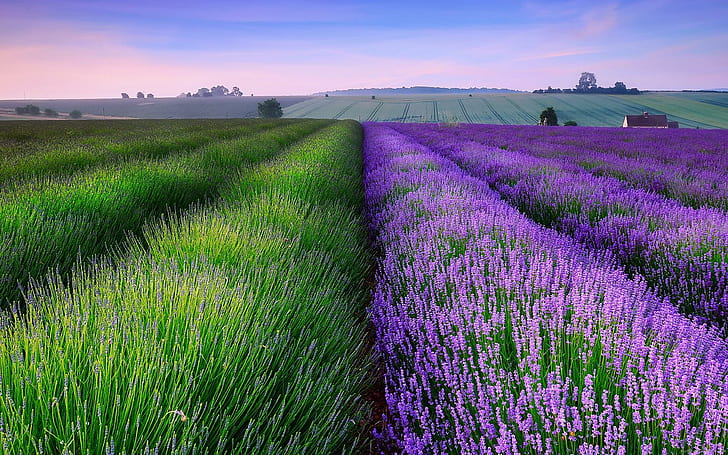 Lavender fields, lavender field, nature, flower, lavender, field, graphic, landscape, HD wallpaper