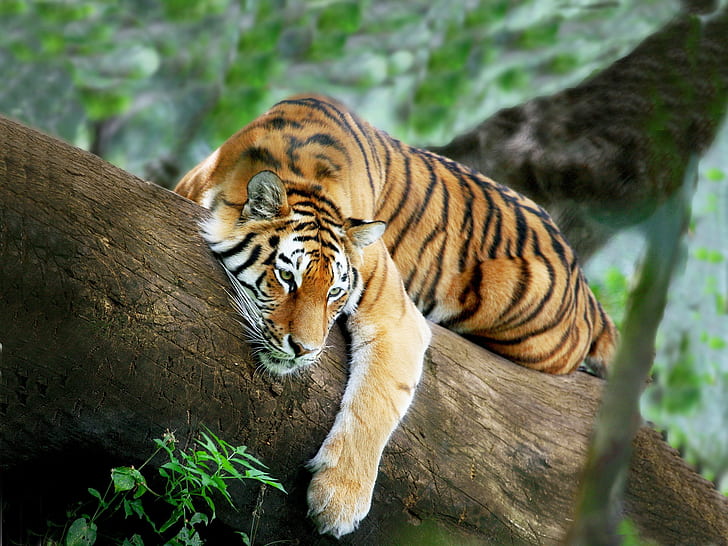 Tiger recreation, tiger on tree, tiger, recreation, tree, HD wallpaper