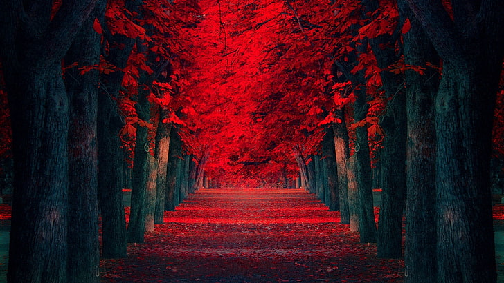 أشجار الزهرة الحمراء ، الطبيعة ، الأشجار ، الأوراق ، الأحمر ، الخريف، خلفية HD