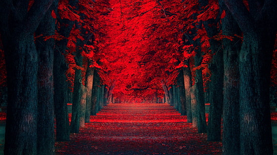 червени цветни дървета, природа, дървета, листа, червени, есен, HD тапет HD wallpaper