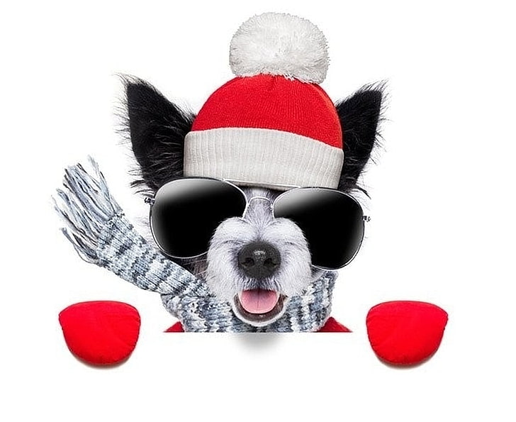 Merry Christmas!, red, craciun, christmas, caine, black, animal, hat, sunglasses, cute, glove, santa, puppy, dog, HD wallpaper