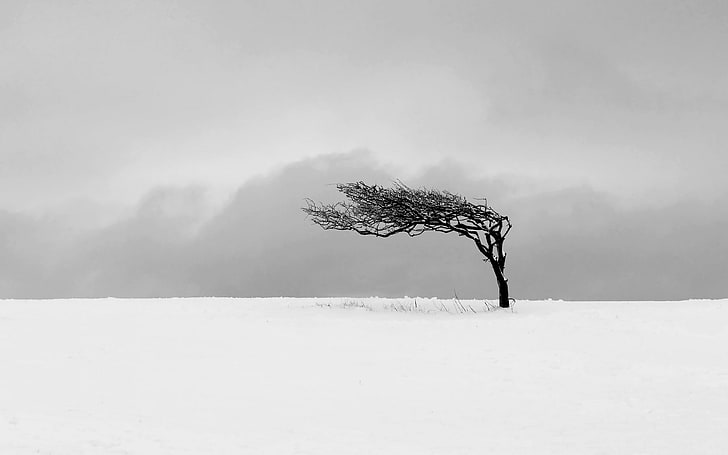 arbre nu, arbre à feuilles brunes entouré de neige, arbres, hiver, neige, monochrome, minimalisme, brouillard, Fond d'écran HD