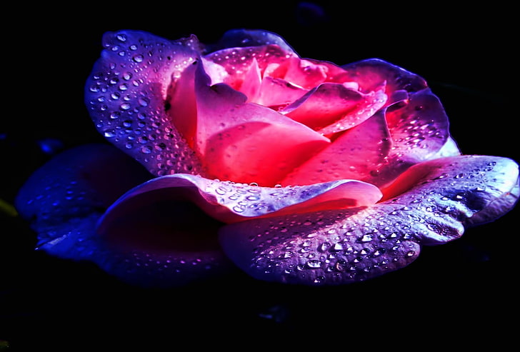 лилаво и розово цвете, цветя, роза, розови рози, розови цветя, HD тапет