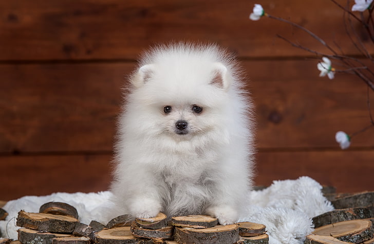 long-coated white puppy, white, fluffy, puppy, Spitz, HD wallpaper