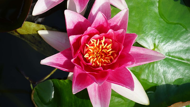 aquatic, aquatic plant, beautiful, bloom, blooming, blossom, botanical, bright, close up, environment, flora, flower, garden, green, growth, leaves, lotus, natural, nature, nelumbo, outdoor, petals, pink, plant, pond, po, HD wallpaper